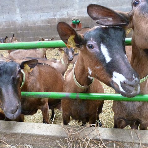 Ch&egrave;vrerie Ligueil, Ch&egrave;vrerie Indre-et-Loire, Ch&egrave;vrerie 37