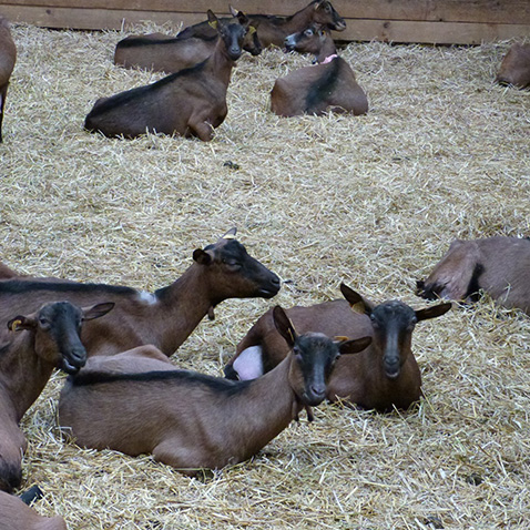 Ch&egrave;vrerie Ligueil, Ch&egrave;vrerie Indre-et-Loire, Ch&egrave;vrerie 37