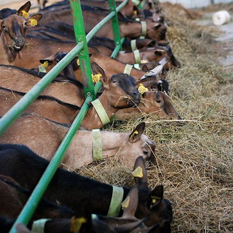Ch&egrave;vrerie Ligueil, Ch&egrave;vrerie Indre-et-Loire, Ch&egrave;vrerie 37