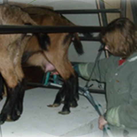 Ch&egrave;vrerie Ligueil, Ch&egrave;vrerie Indre-et-Loire, Ch&egrave;vrerie 37