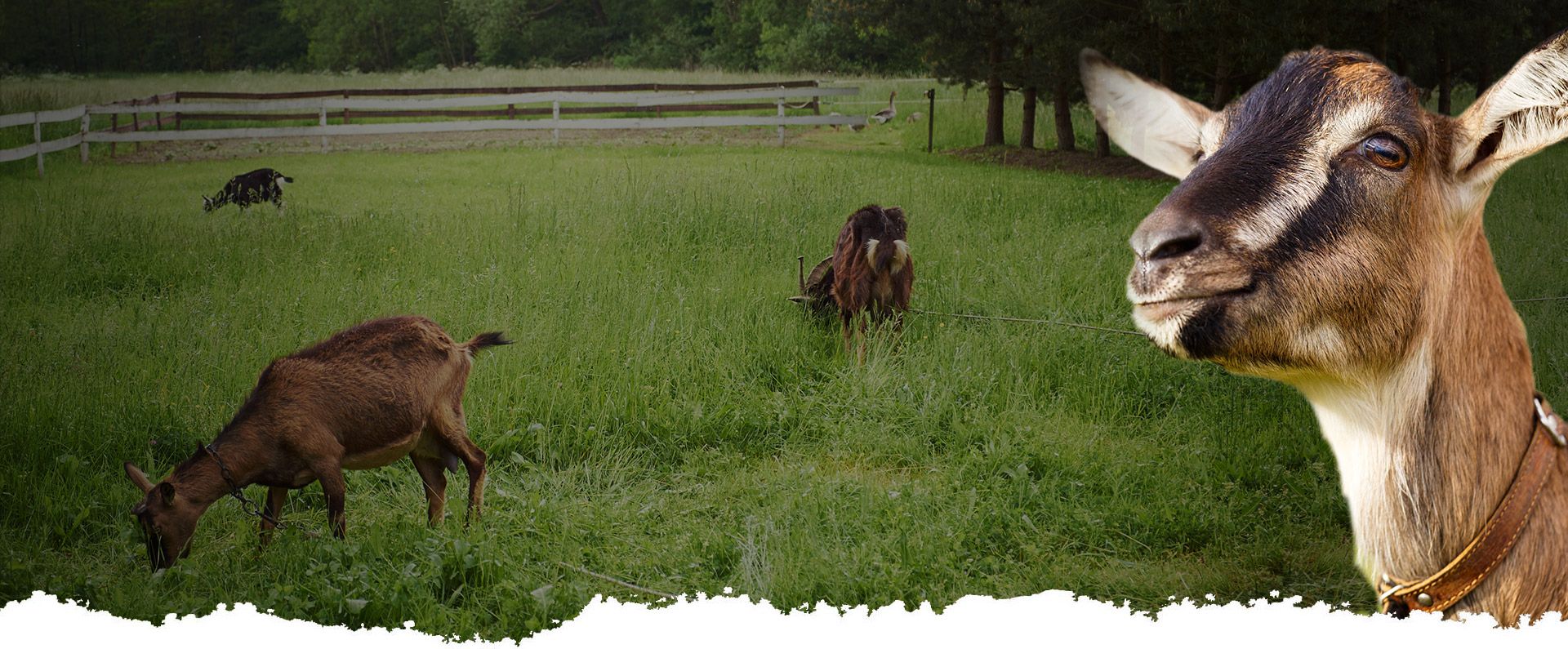 Les Pampilles De L’Oisellière