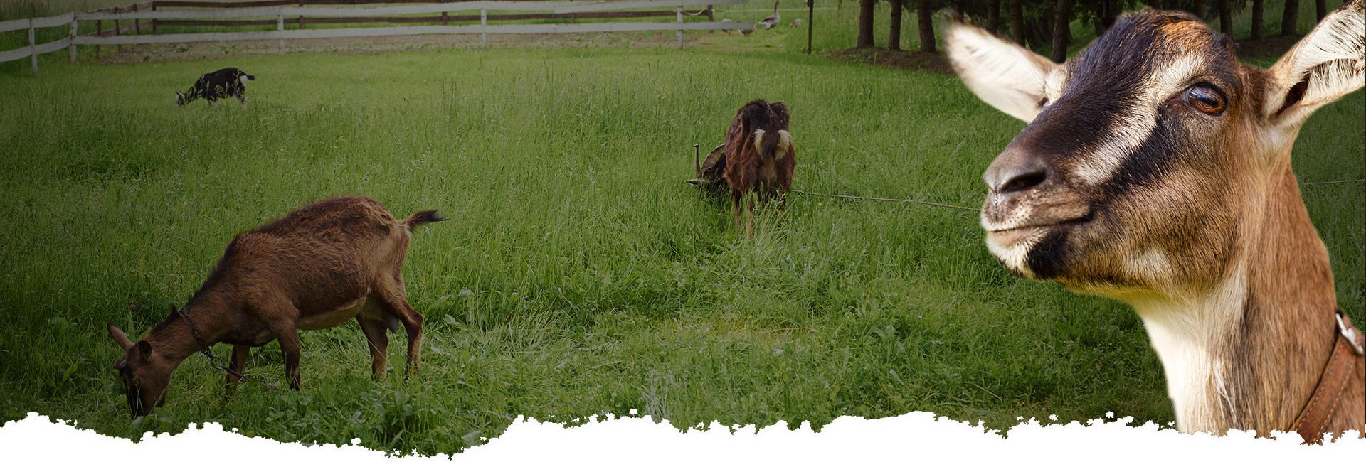 Les Pampilles De L’Oisellière